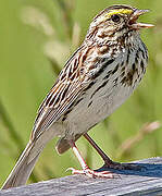 Savannah Sparrow