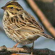 Savannah Sparrow