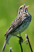 Savannah Sparrow