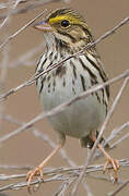 Savannah Sparrow