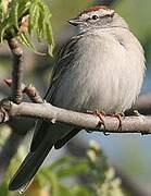 Chipping Sparrow