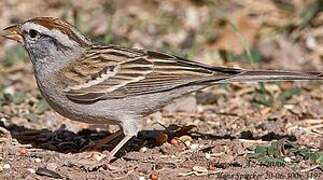 Chipping Sparrow