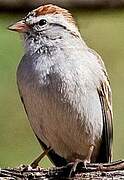 Chipping Sparrow