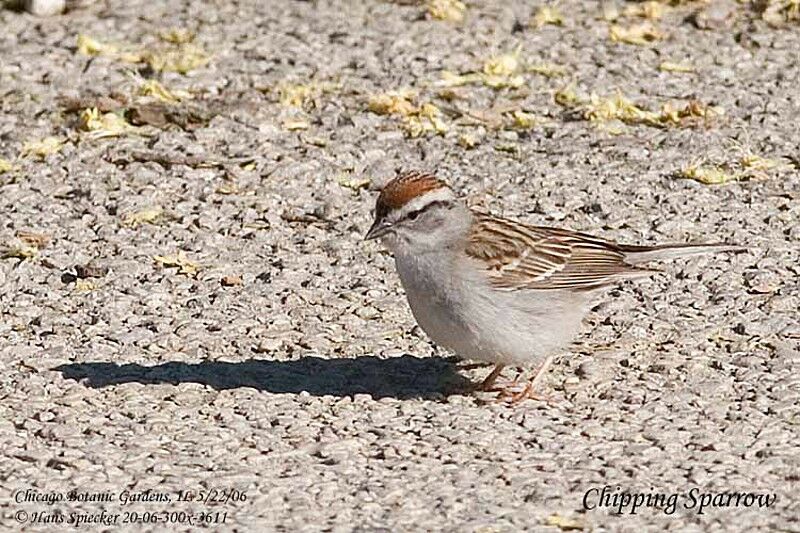 Chipping Sparrowadult