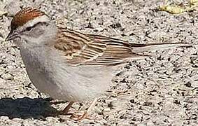 Chipping Sparrow