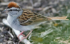 Chipping Sparrow