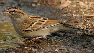 Chipping Sparrow