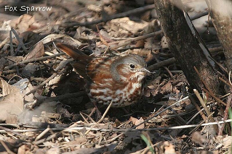 Red Fox Sparrow