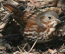 Red Fox Sparrow