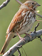 Red Fox Sparrow