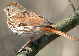 Red Fox Sparrow