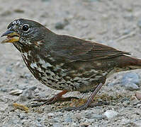 Red Fox Sparrow