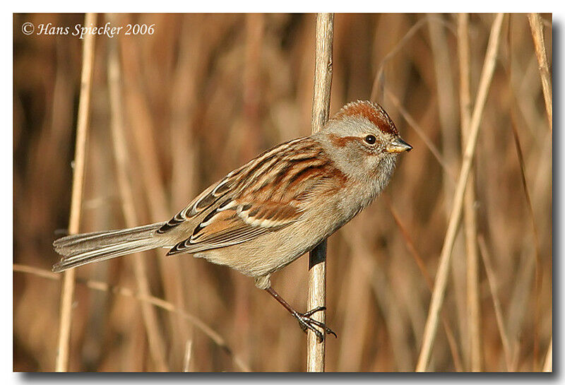 American Tree Sparrowadult