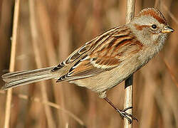 American Tree Sparrow