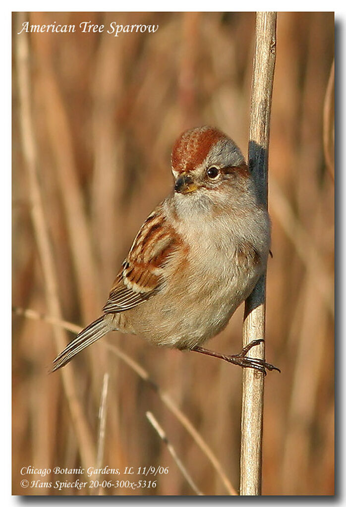 American Tree Sparrowadult