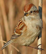 American Tree Sparrow