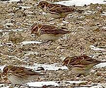 Lapland Longspur