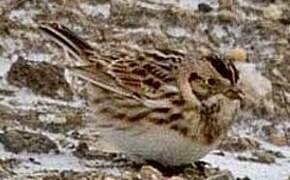 Lapland Longspur