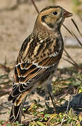 Lapland Longspur