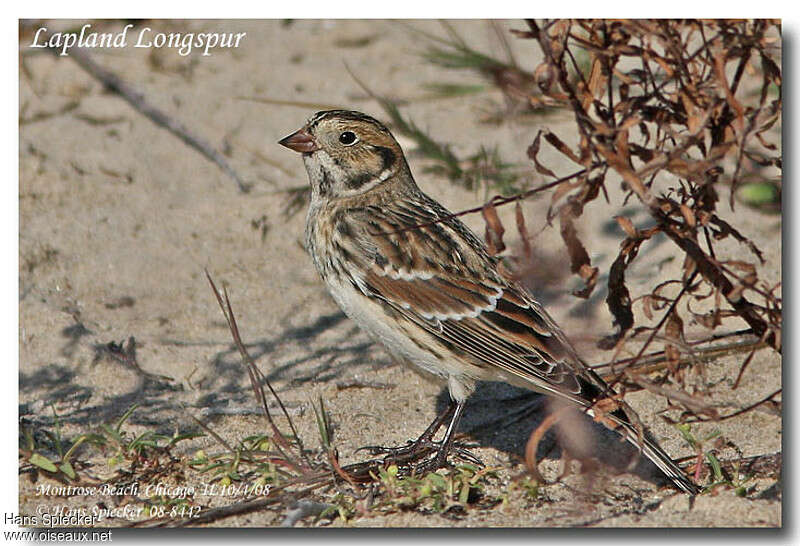 Lapland Longspur female adult, identification