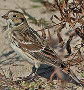 Lapland Longspur