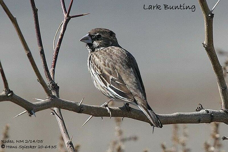 Lark Bunting