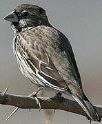 Lark Bunting