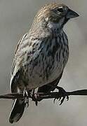 Lark Bunting