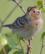 Grasshopper Sparrow