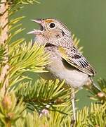 Grasshopper Sparrow