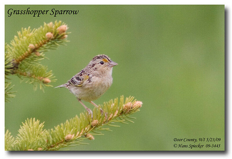Grasshopper Sparrowadult, identification