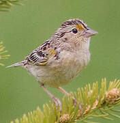 Grasshopper Sparrow