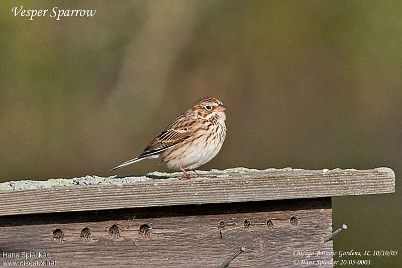 Vesper Sparrow