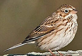 Vesper Sparrow