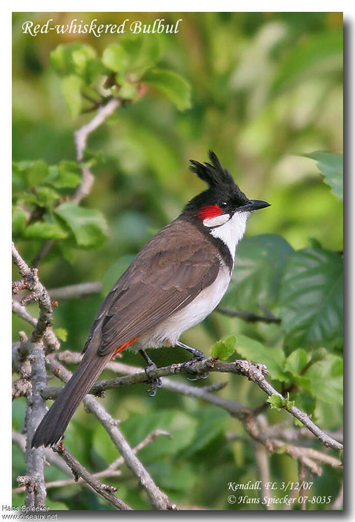 Red-whiskered Bulbuladult, identification