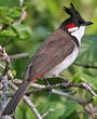 Bulbul orphée