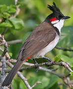 Red-whiskered Bulbul