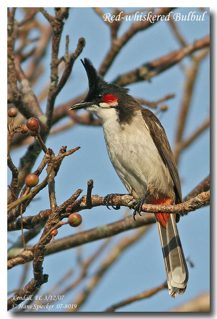 Bulbul orphéeadulte