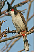 Red-whiskered Bulbul