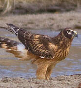 Northern Harrier