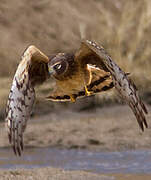 Northern Harrier