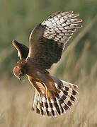 Northern Harrier