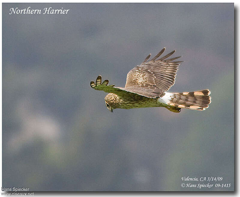 Northern Harrier female adult, Flight, fishing/hunting