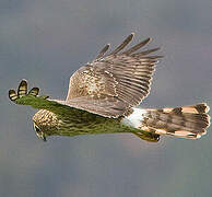 Northern Harrier