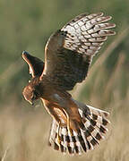 Northern Harrier