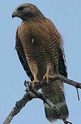 Red-shouldered Hawk