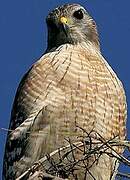 Red-shouldered Hawk