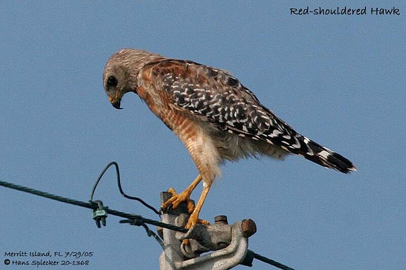 Red-shouldered Hawk