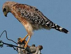 Red-shouldered Hawk