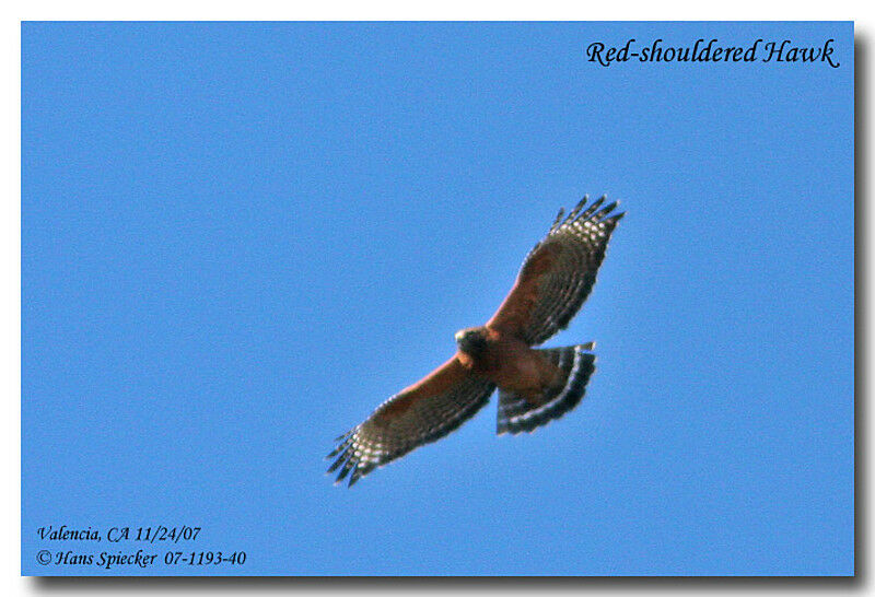 Red-shouldered Hawkadult